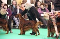 Crufts2011 717